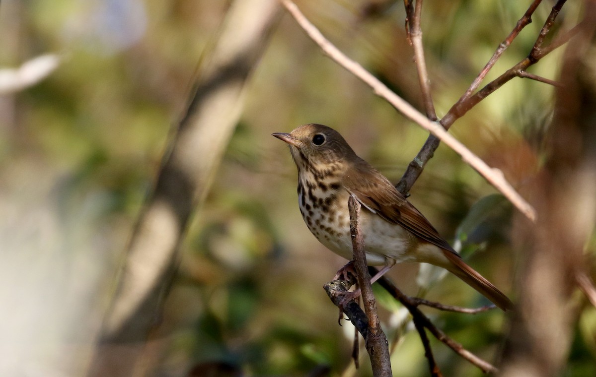 Hermit Thrush (faxoni/crymophilus) - ML182496961