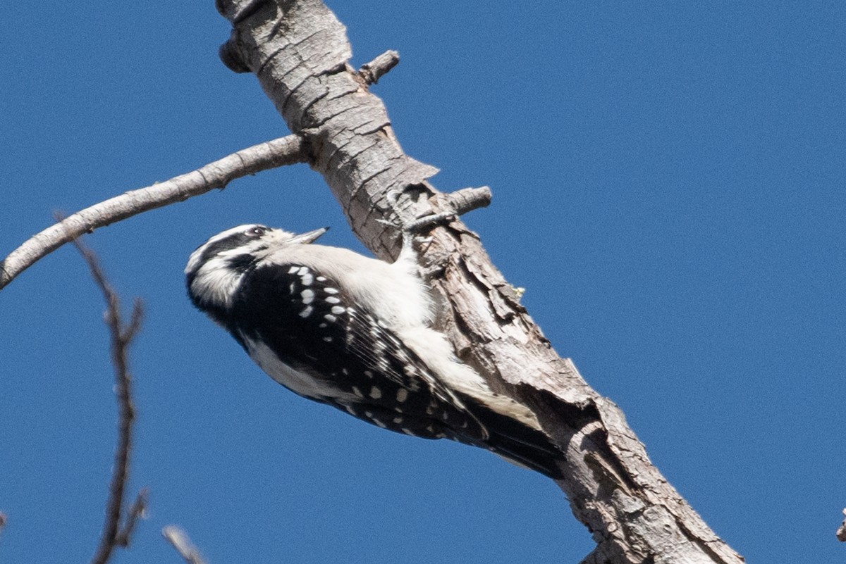 Downy Woodpecker - ML182497621