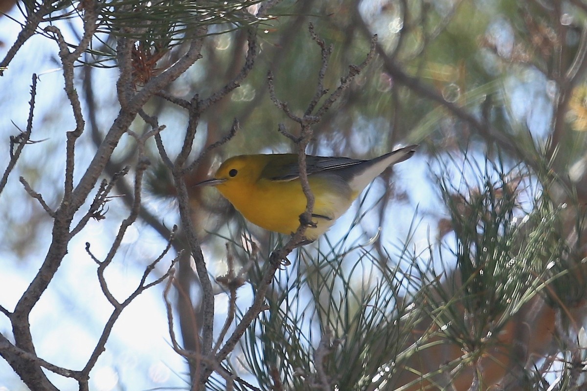 Prothonotary Warbler - ML182498071