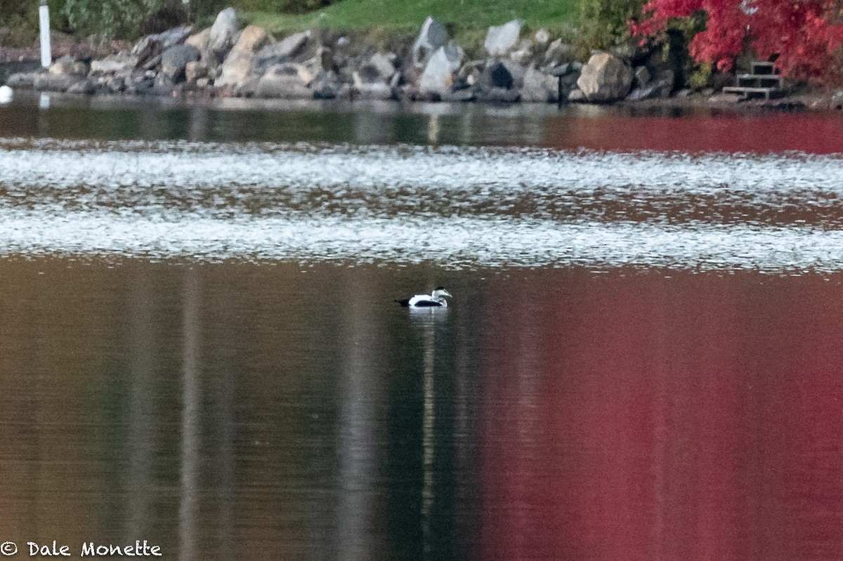 Common Eider - ML182498431