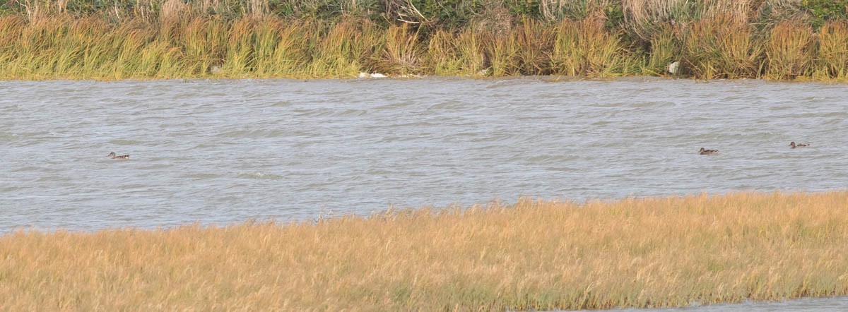 Northern Shoveler - ML182499091