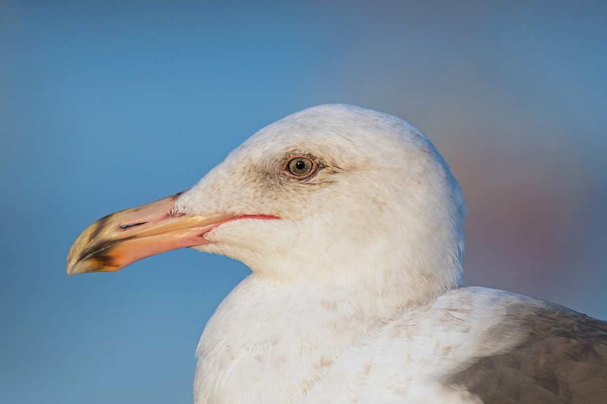 Western Gull - ML182501991