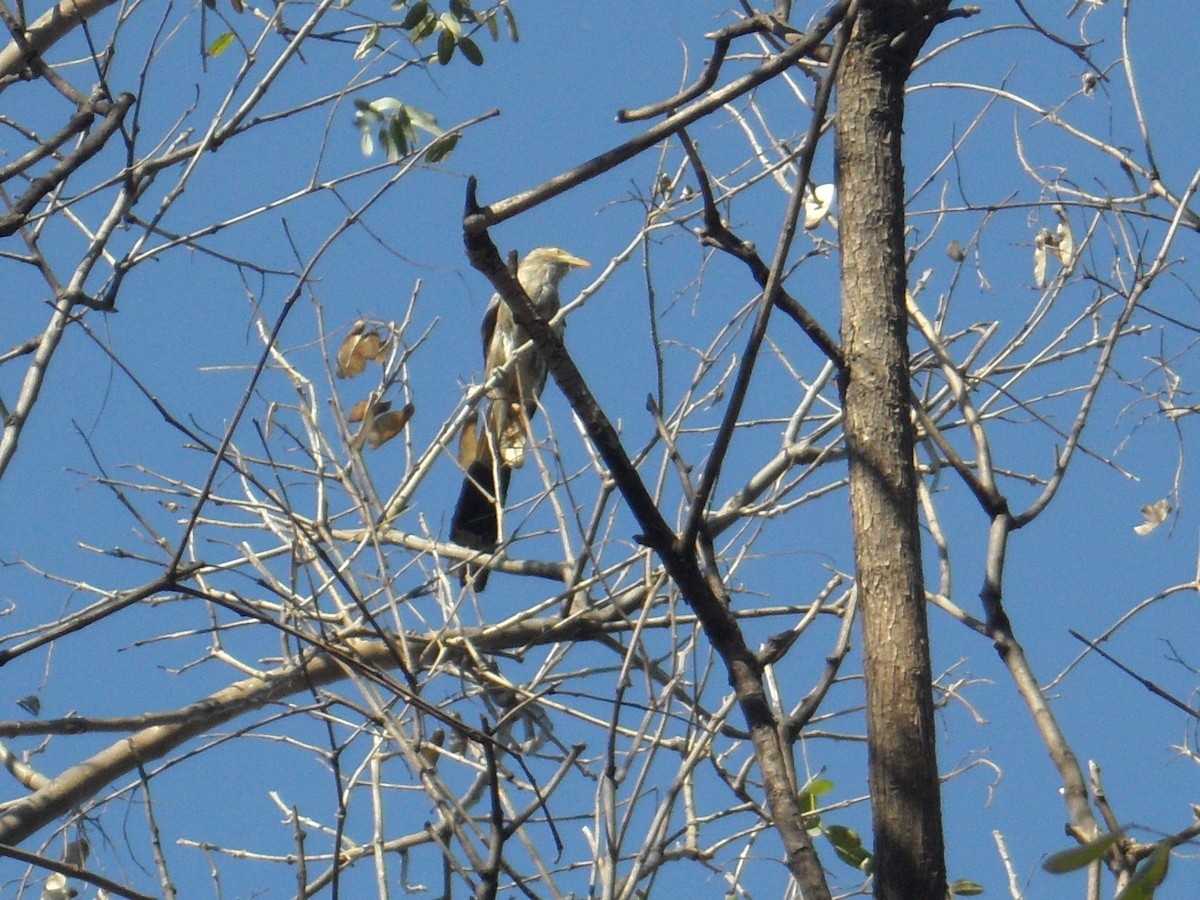 Guira Cuckoo - ML182502911