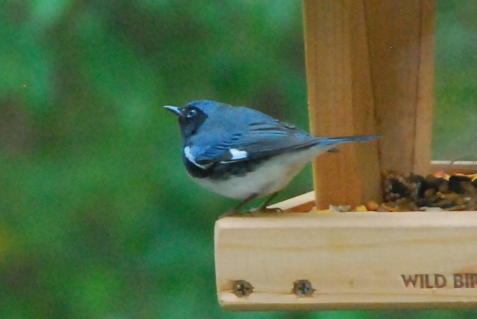 Black-throated Blue Warbler - ML182504611
