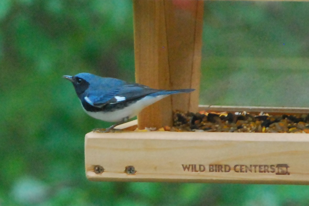 Black-throated Blue Warbler - ML182504681