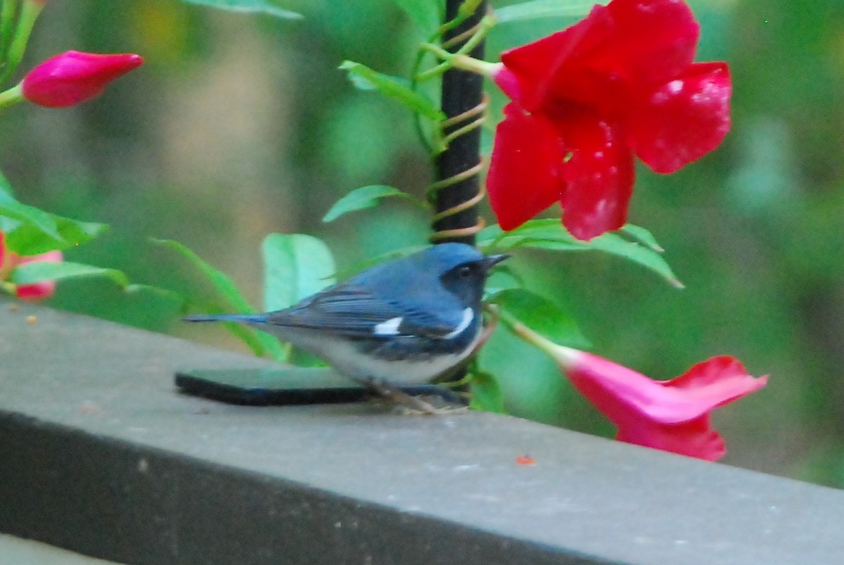 Black-throated Blue Warbler - ML182504711