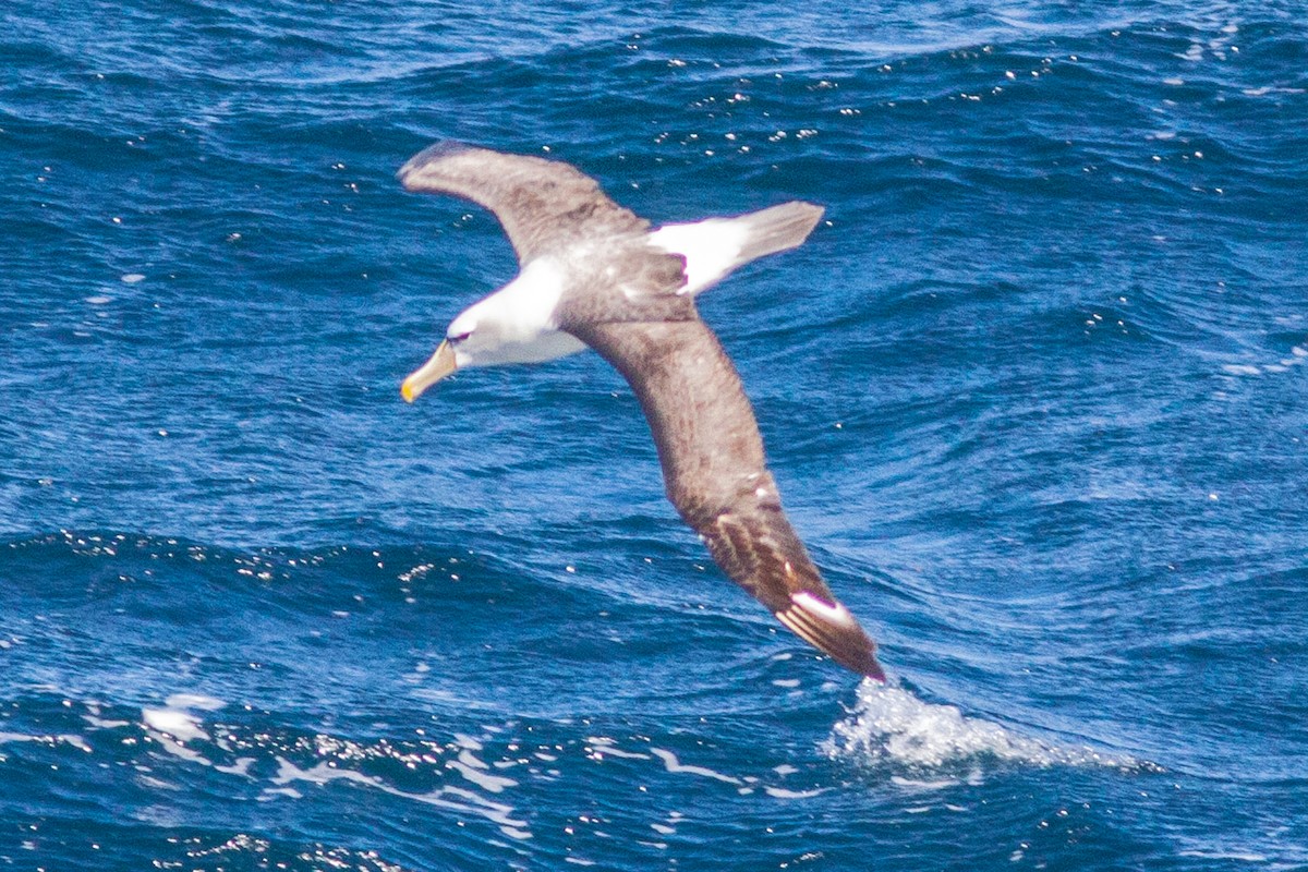 White-capped Albatross - Bunkie Mangum