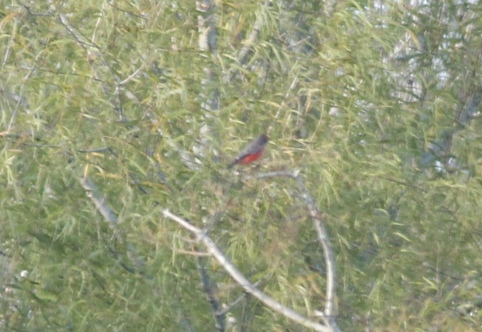 Vermilion Flycatcher - Colette Micallef