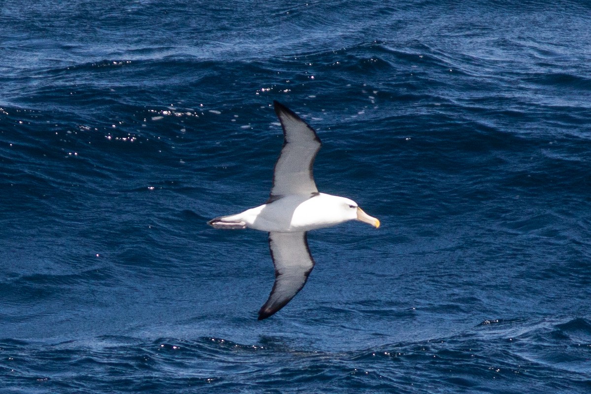 White-capped Albatross - Bunkie Mangum