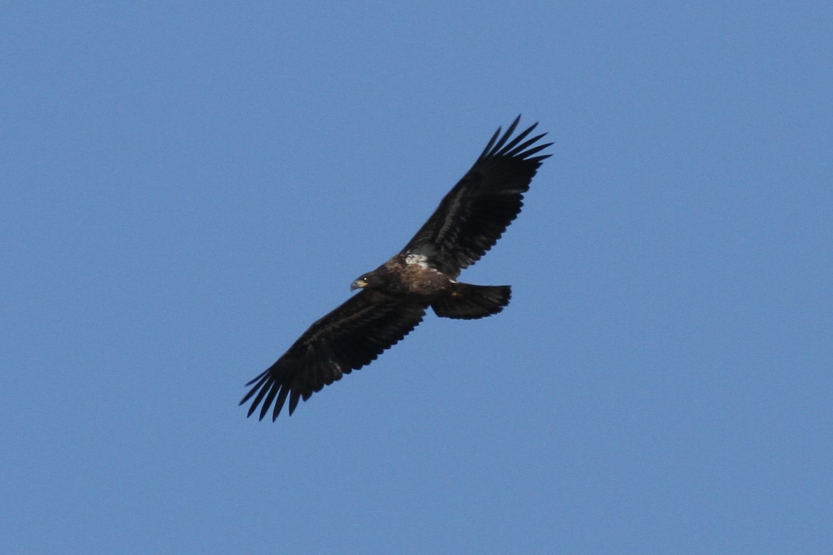 Bald Eagle - Geoffrey Urwin