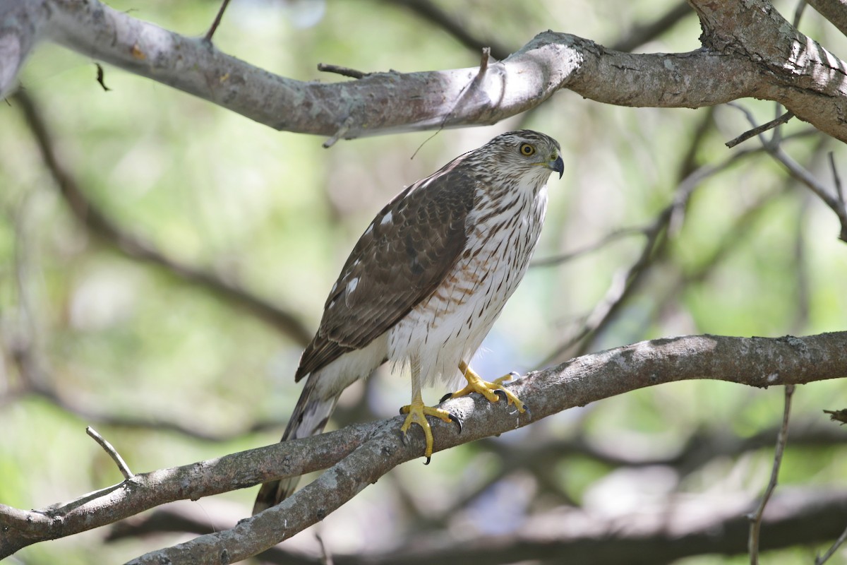 Cooper's Hawk - Jordan Gunn