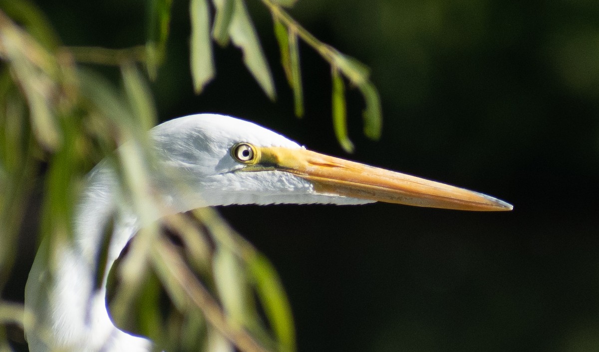 Great Egret - Ched Whitney