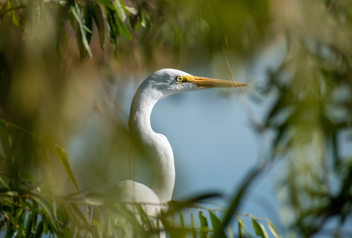 Great Egret - Ched Whitney