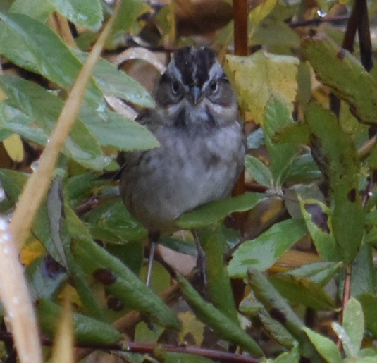 Swamp Sparrow - ML182510171
