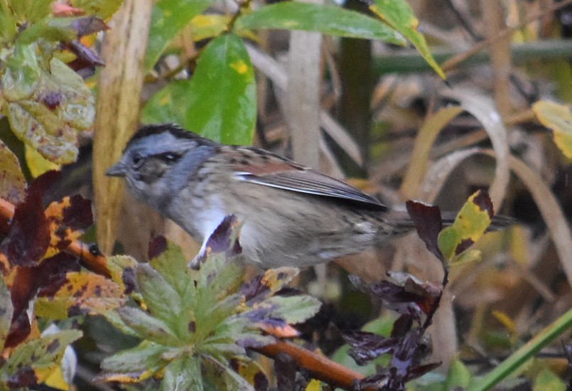 Swamp Sparrow - ML182510201