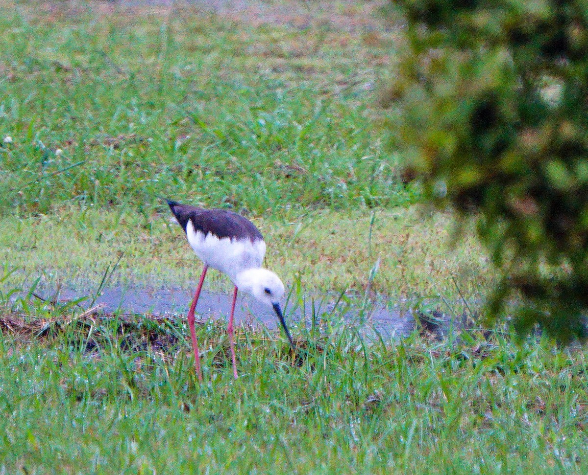 Black-winged Stilt - LA Phanphon