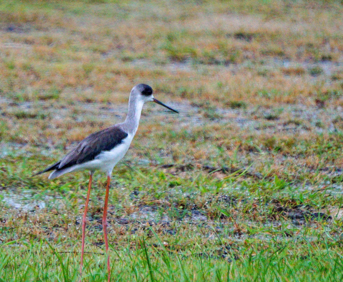 Black-winged Stilt - LA Phanphon