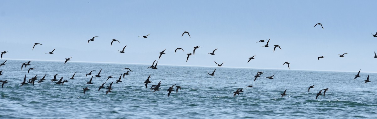 短尾水薙鳥 - ML182513831