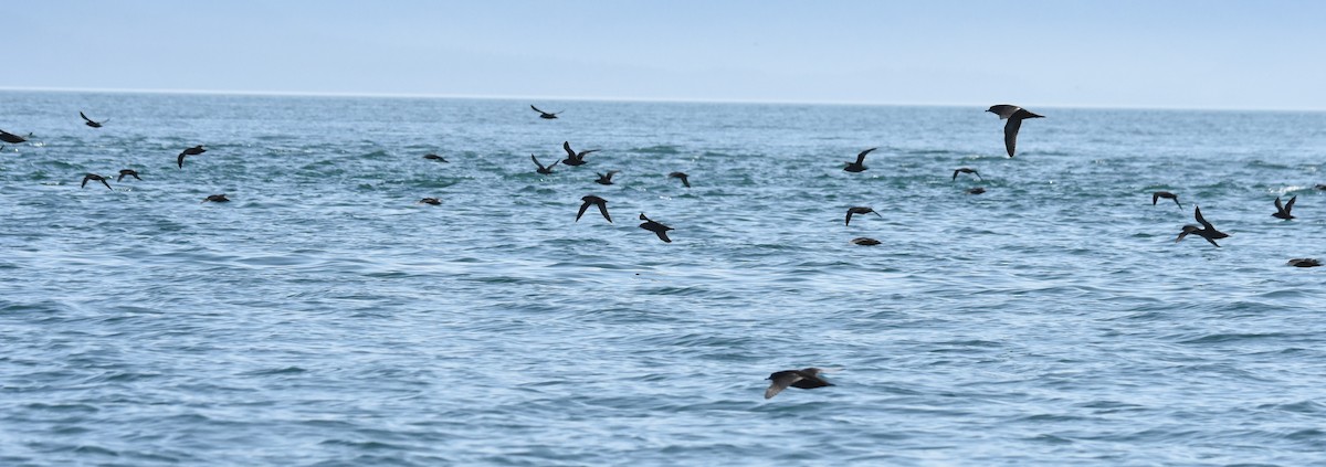 短尾水薙鳥 - ML182513851