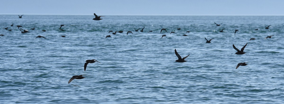 短尾水薙鳥 - ML182513861