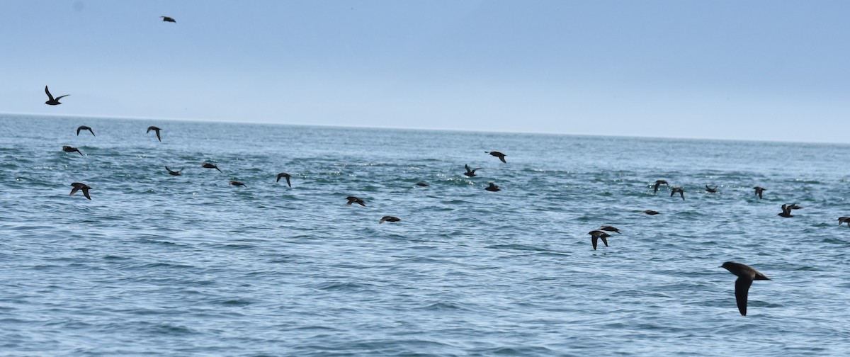 短尾水薙鳥 - ML182513871