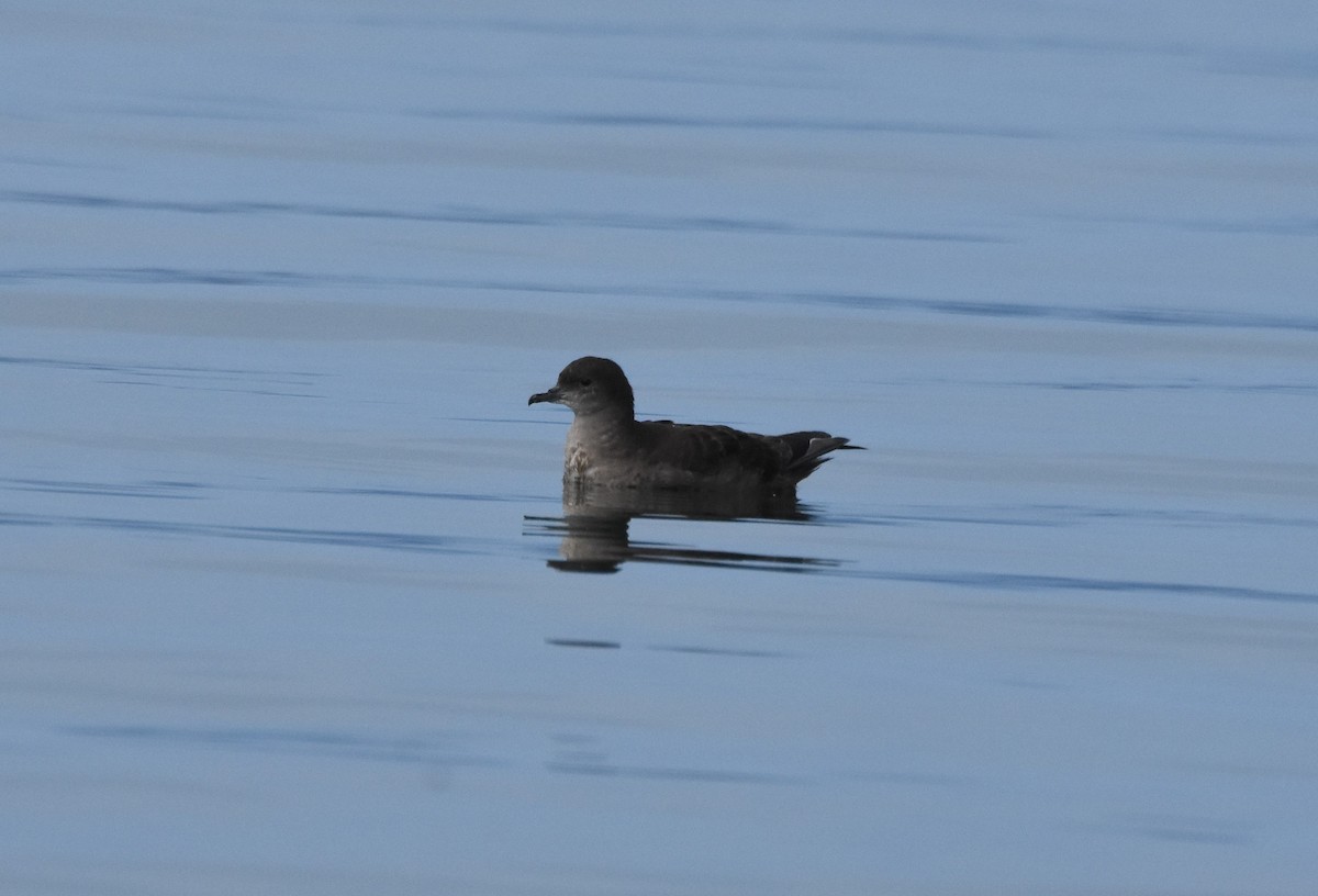 Short-tailed Shearwater - ML182516861