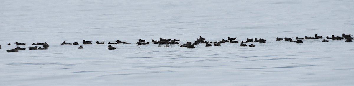 短尾水薙鳥 - ML182516891