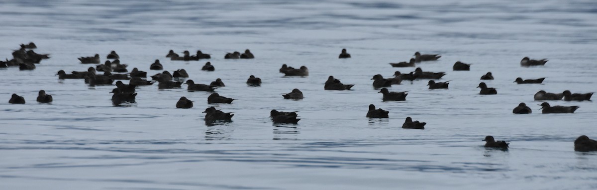 Short-tailed Shearwater - ML182516901