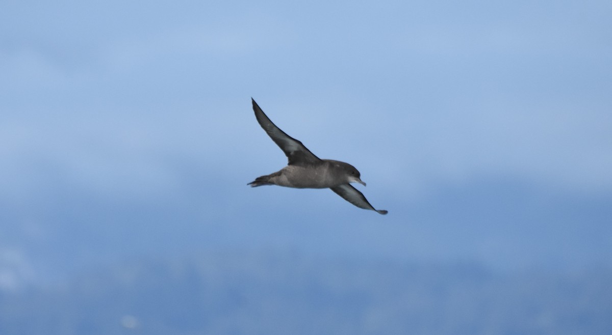 Short-tailed Shearwater - ML182516911