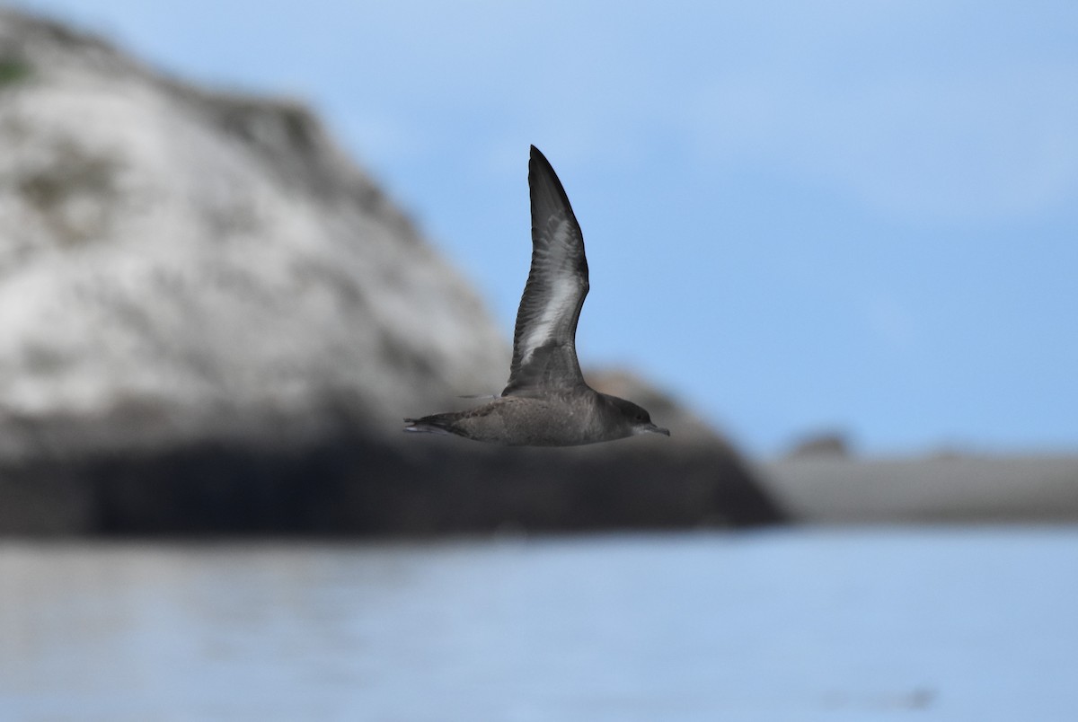 短尾水薙鳥 - ML182516921