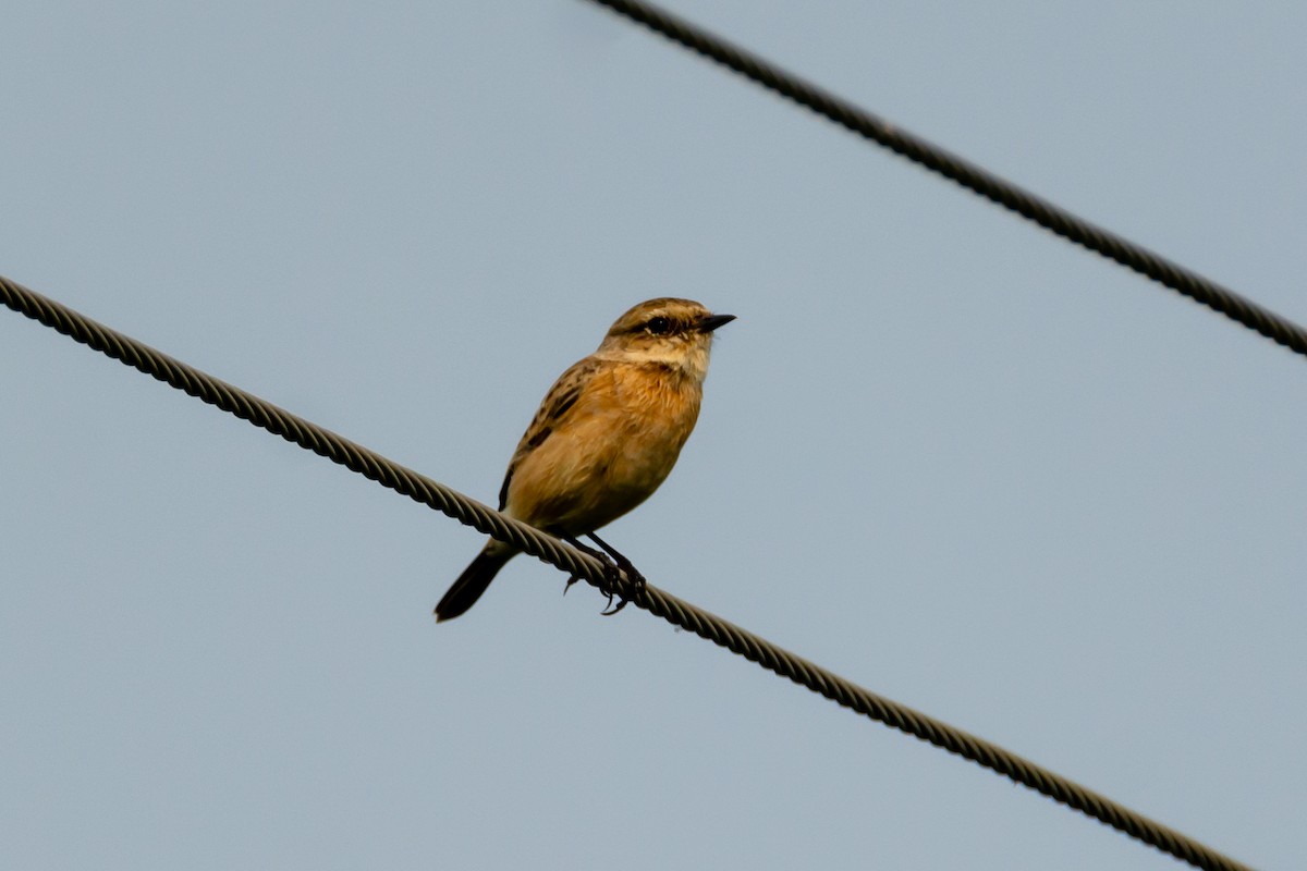 Siberian Stonechat - Ramesh Desai