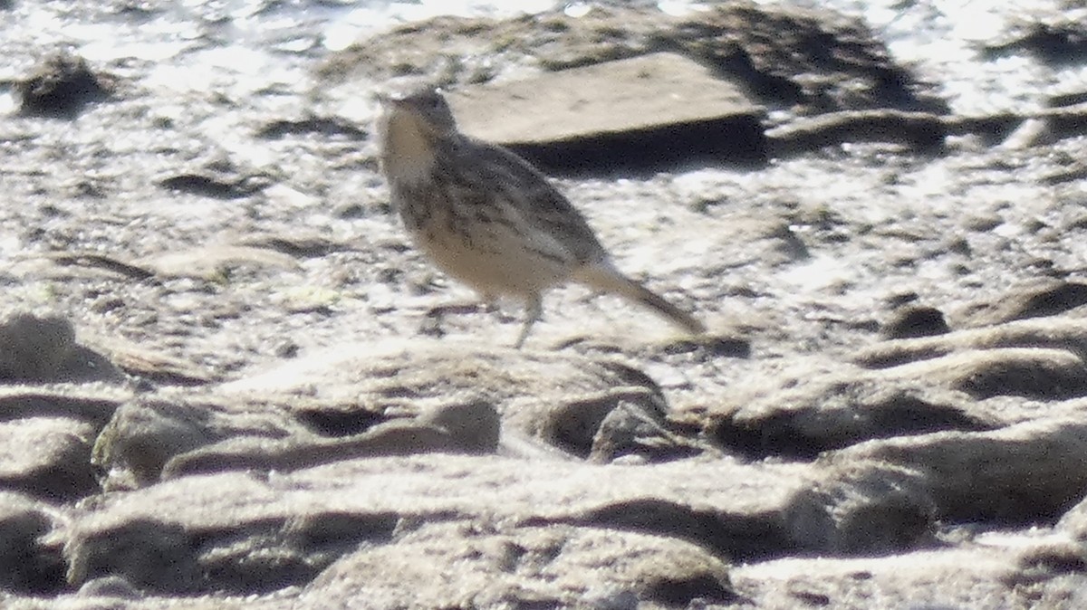 American Pipit - ML182517291