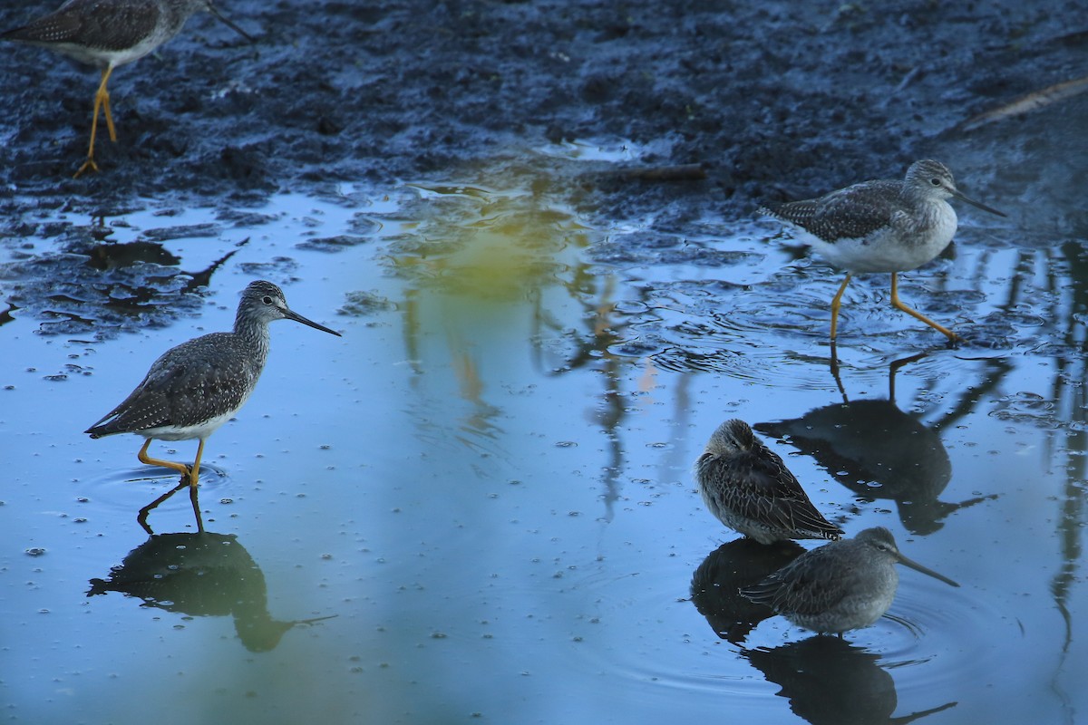 Greater Yellowlegs - ML182517541