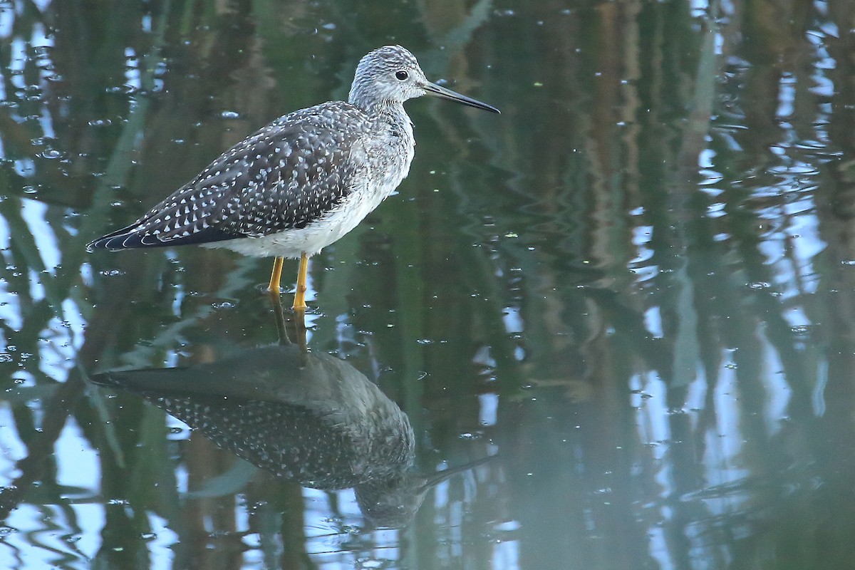 Greater Yellowlegs - ML182517761