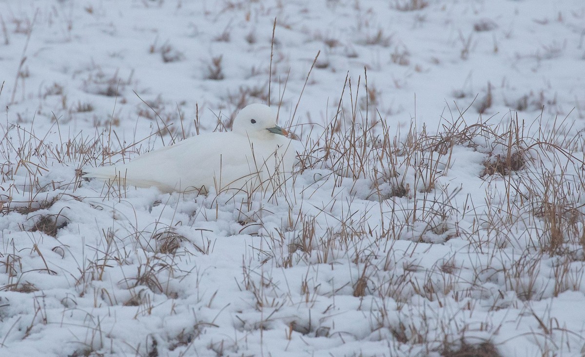 Ivory Gull - ML182517931