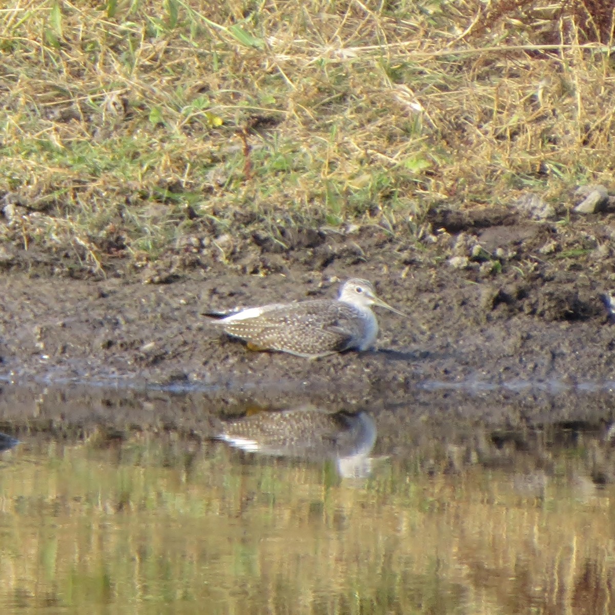 Greater Yellowlegs - ML182519481