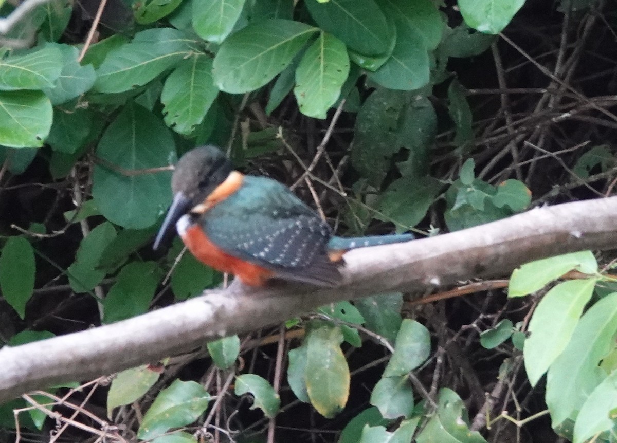 Green-and-rufous Kingfisher - Duston Larsen