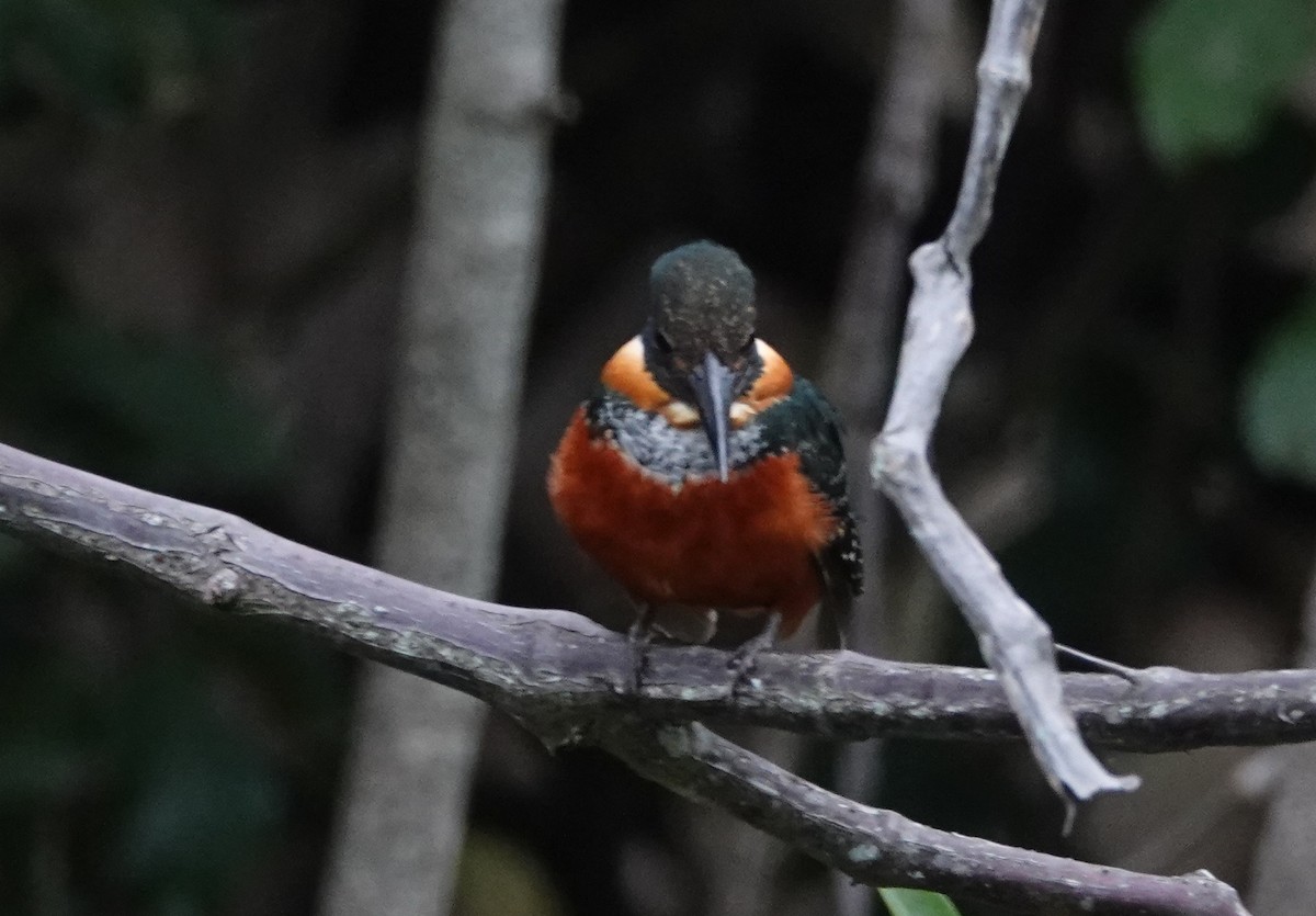 Green-and-rufous Kingfisher - ML182522271