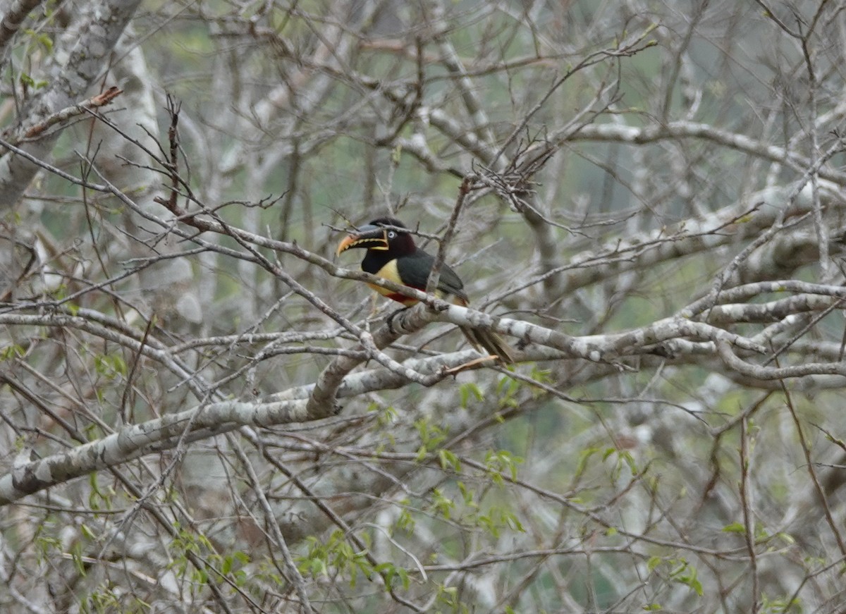 Chestnut-eared Aracari - ML182522651