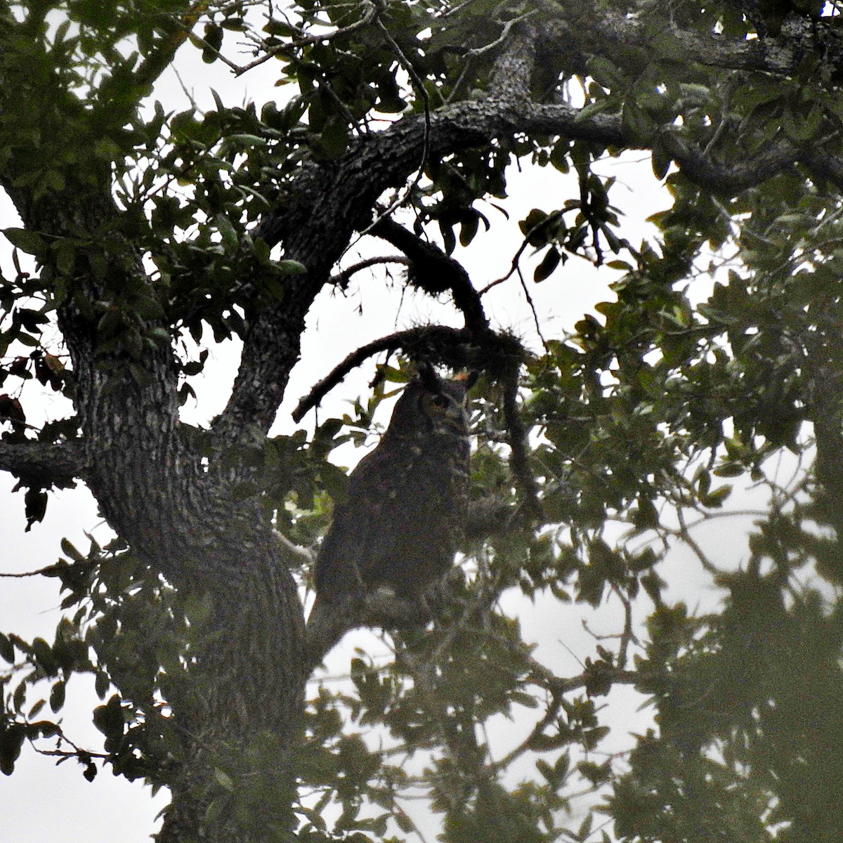 Great Horned Owl - Denny Fahey