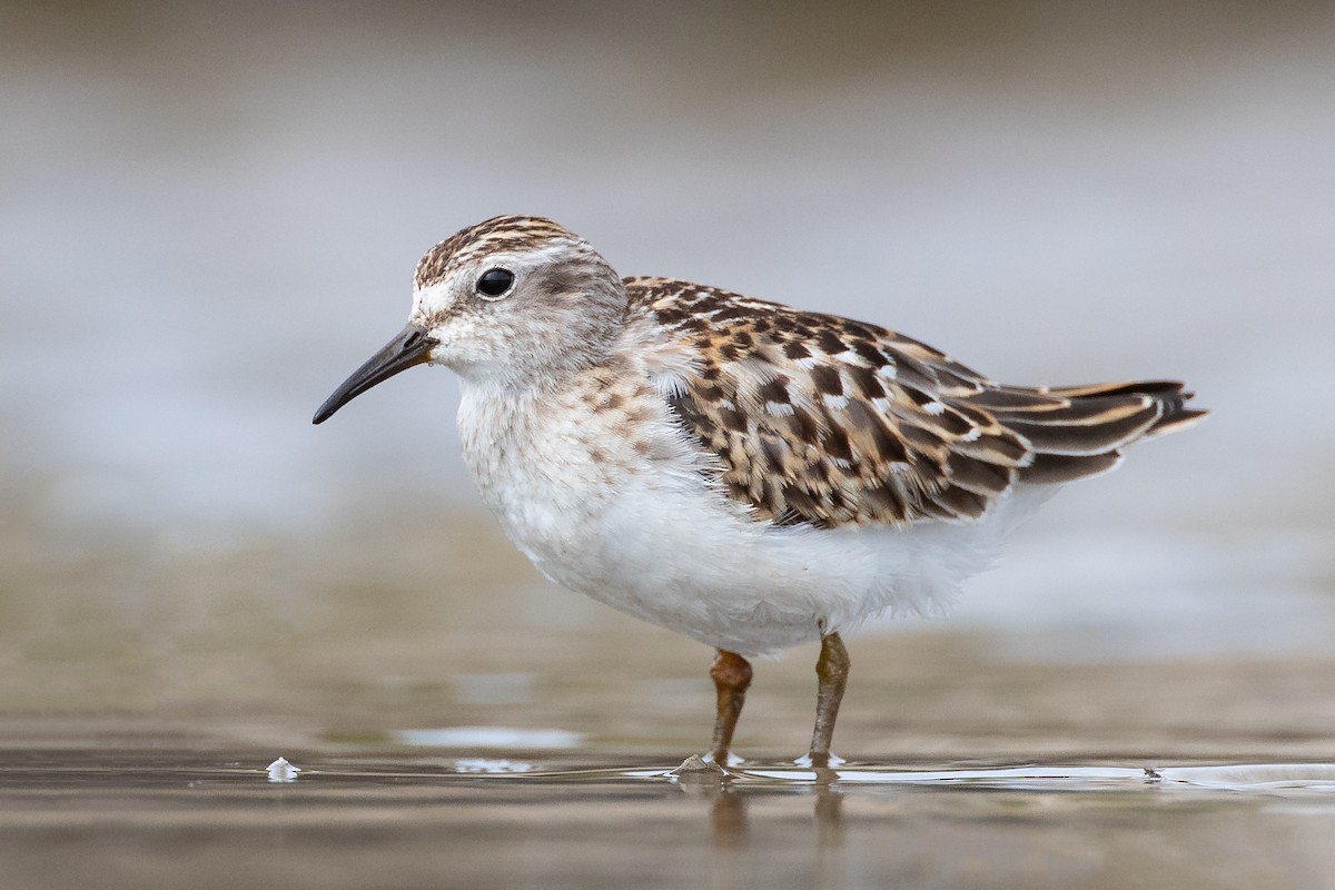 Least Sandpiper - ML182524361