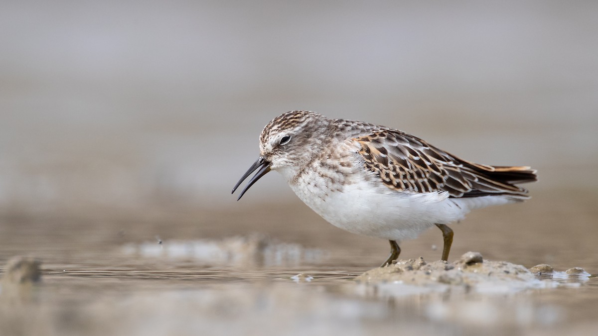 Least Sandpiper - ML182524401