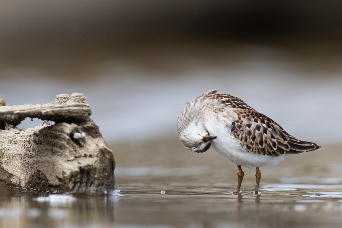 Least Sandpiper - ML182524431