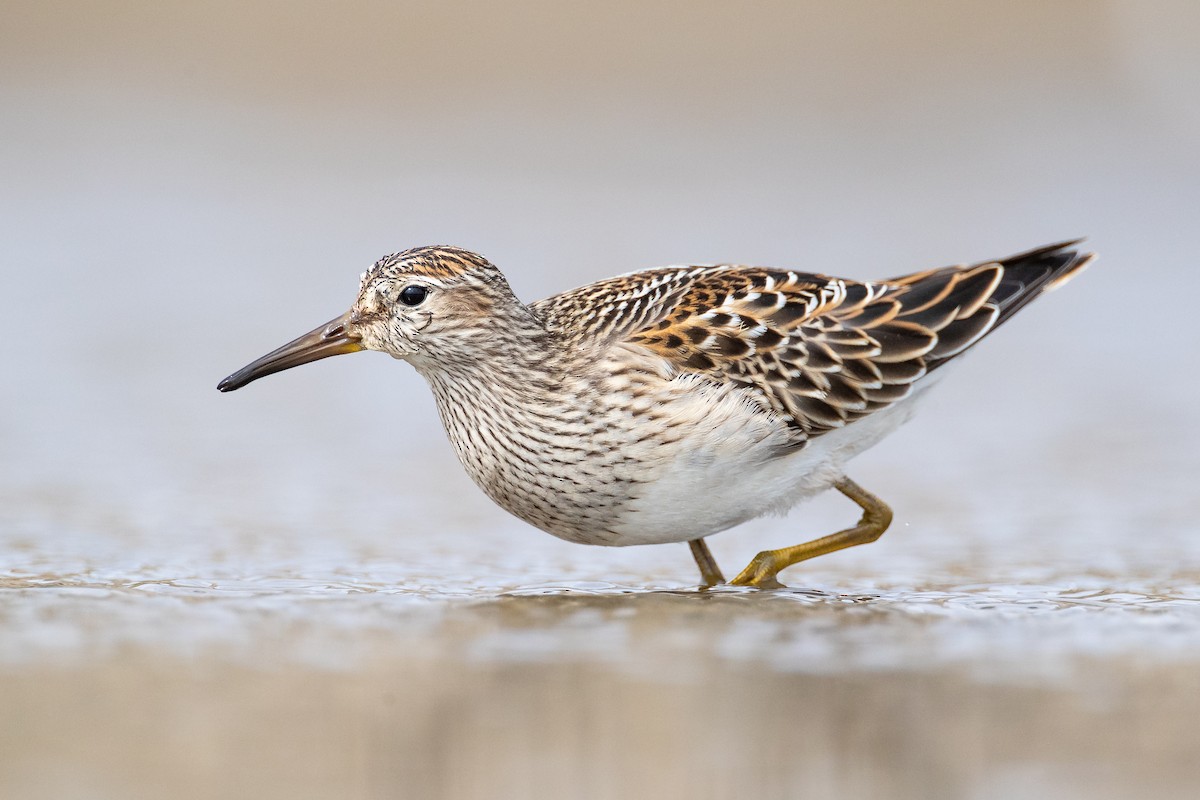 Pectoral Sandpiper - Ryan Sanderson