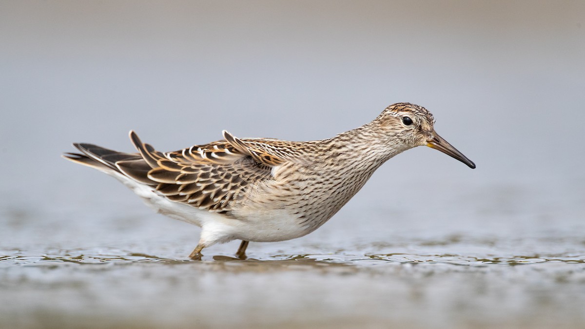 Pectoral Sandpiper - ML182524621