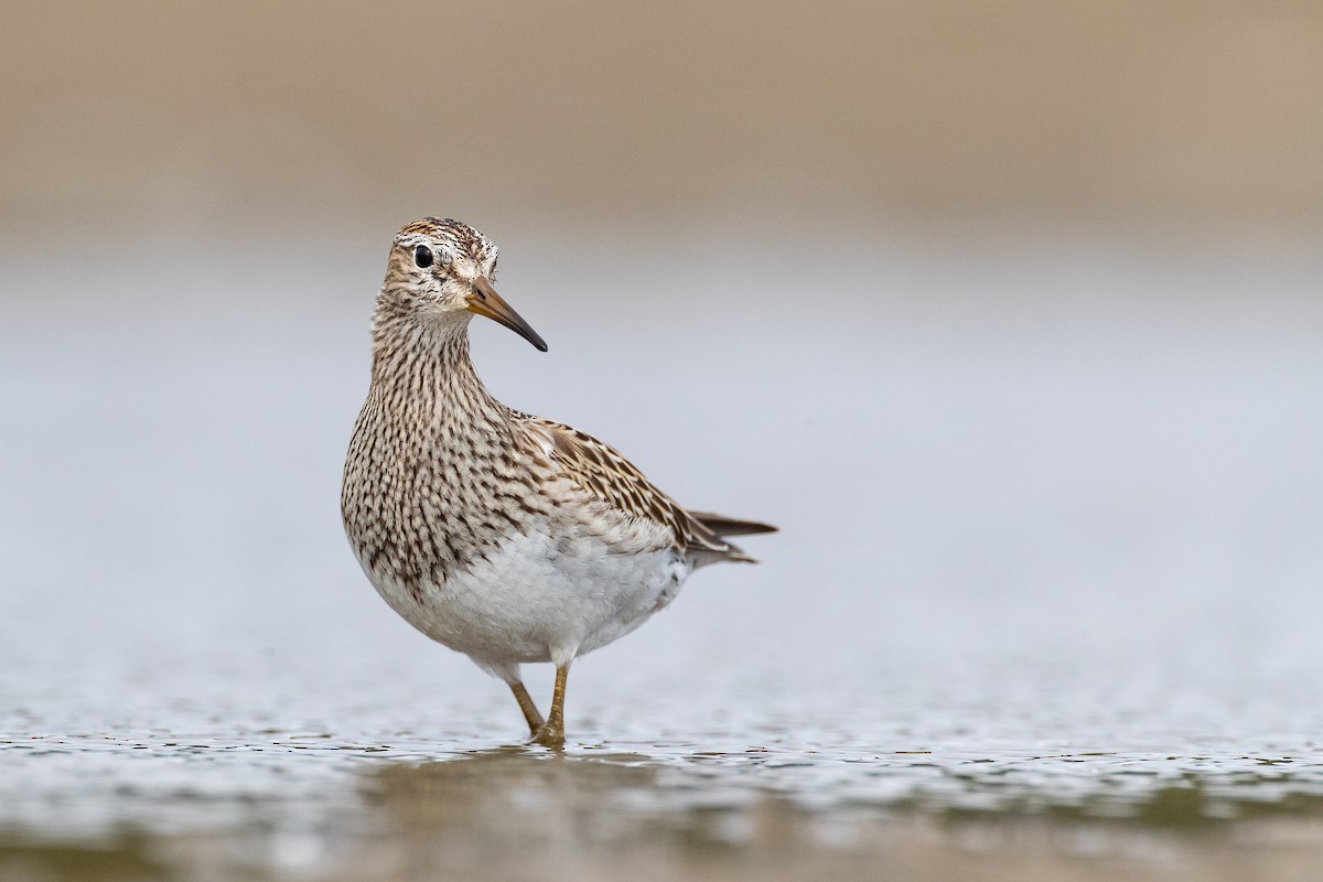 Pectoral Sandpiper - Ryan Sanderson