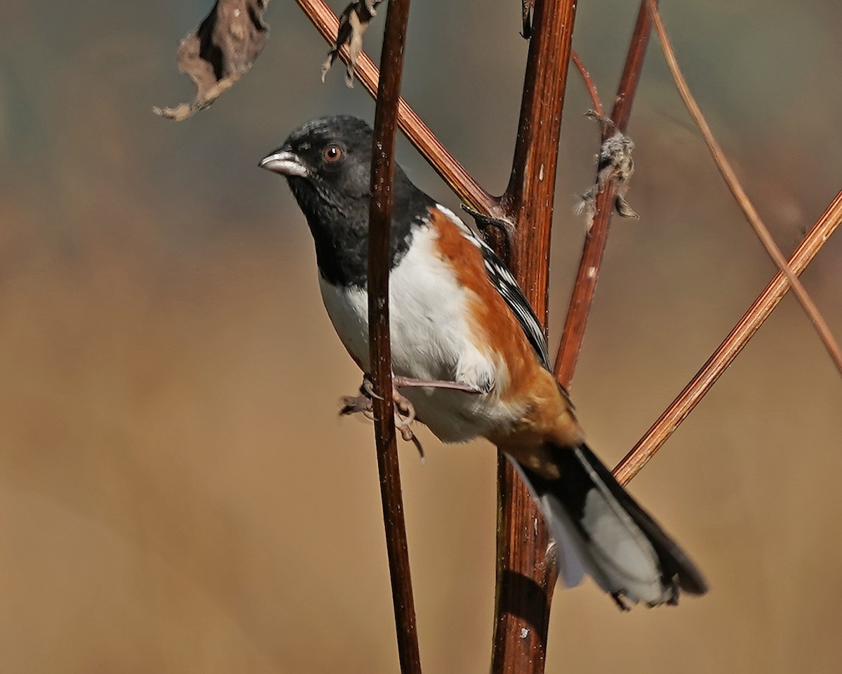 Spotted/Eastern Towhee (Rufous-sided Towhee) - ML182524991