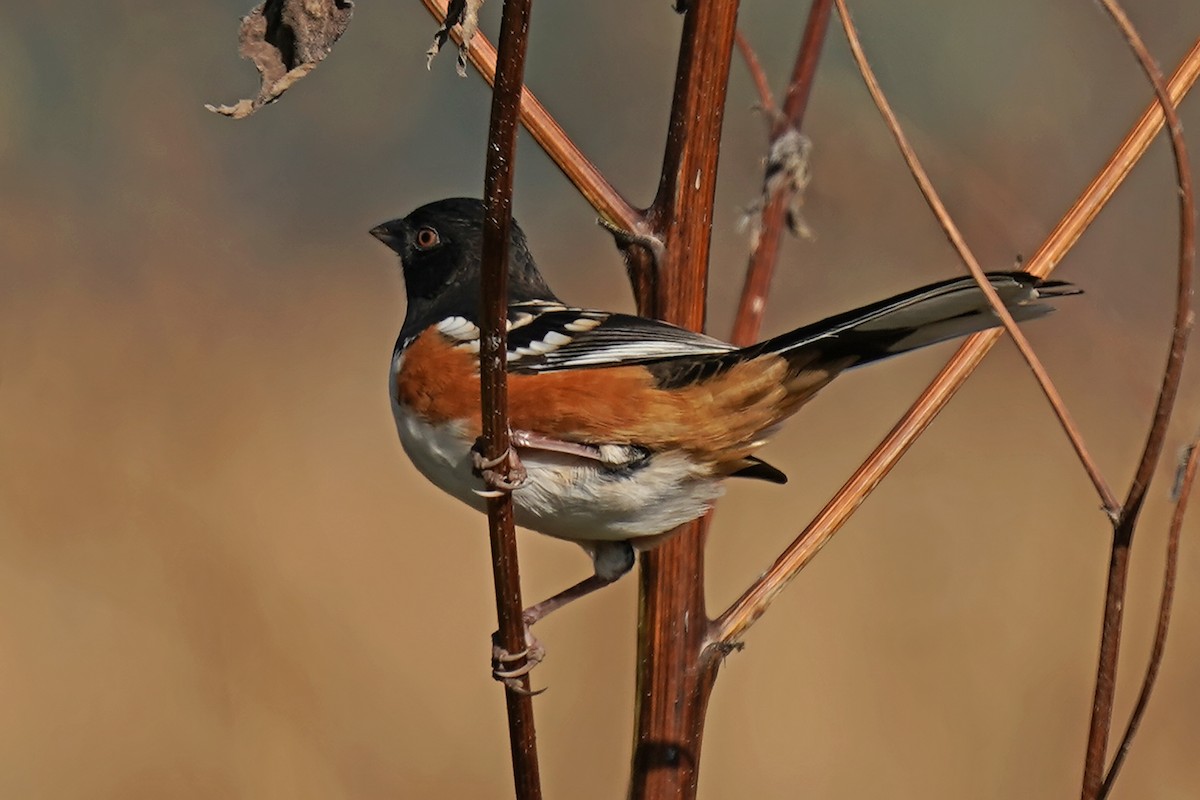 Spotted/Eastern Towhee (Rufous-sided Towhee) - ML182525031