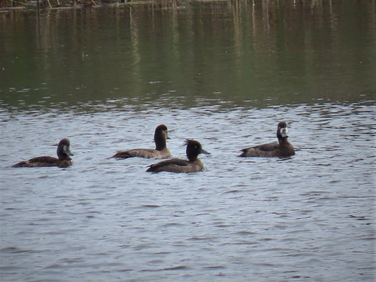 Tufted Duck - Bill Ostiguy