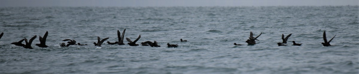 灰水薙鳥/短尾水薙鳥 - ML182525301